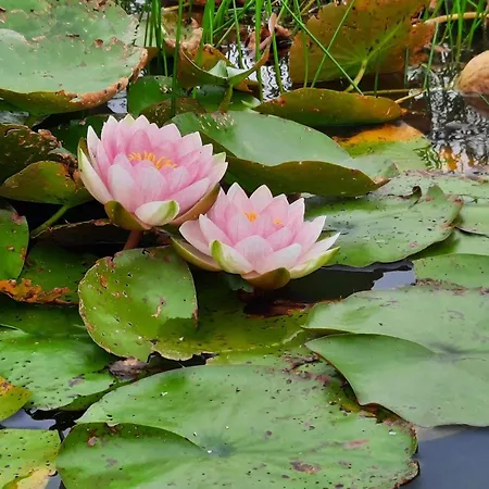 Luxury Retreat With Pool - By Traum Henne Strand