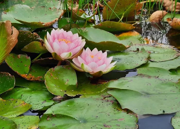 Luxury Retreat With Pool - By Traum Henne Strand